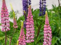 Lupinen pink